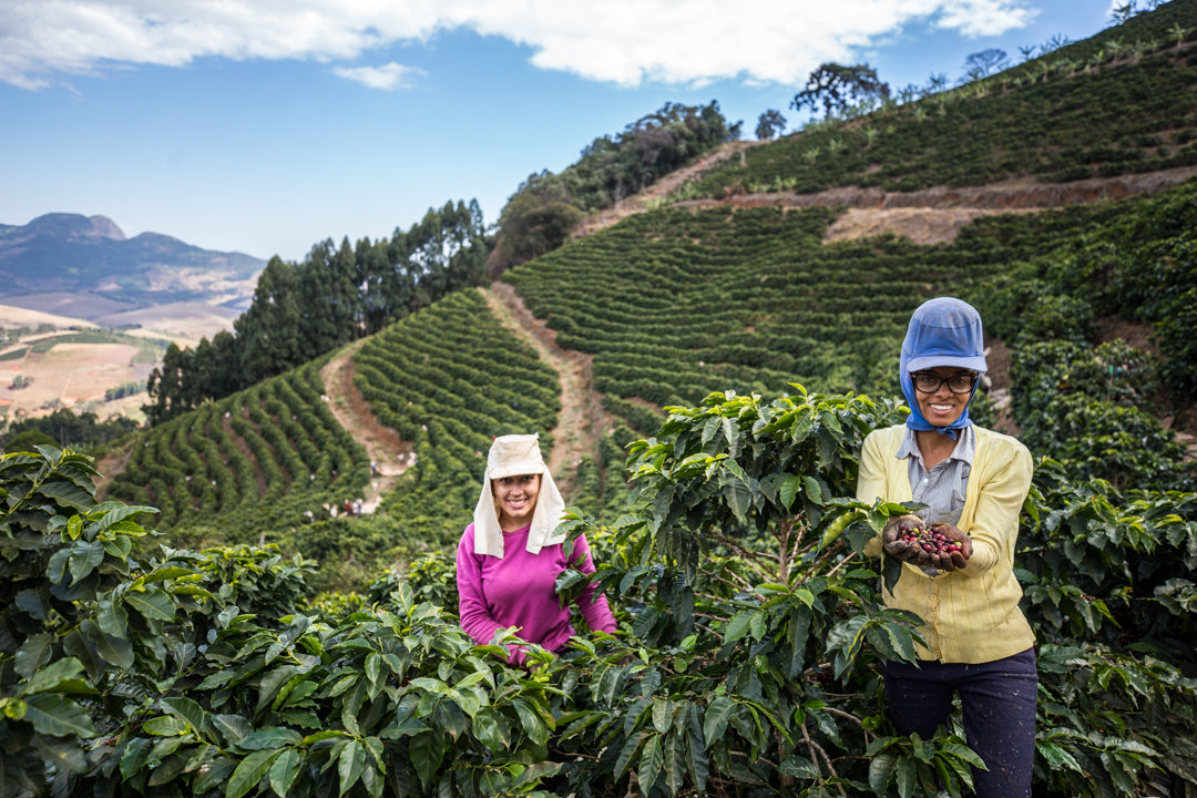 Two women working in a coffee farm with mountains in the background