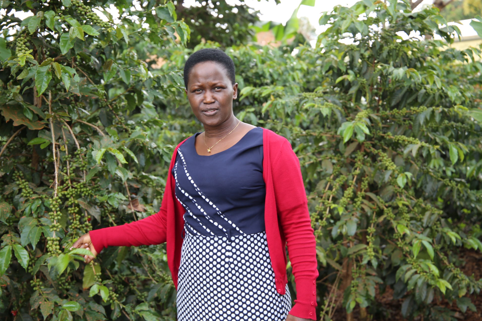 Woman standing among coffee plants in a coffee farm