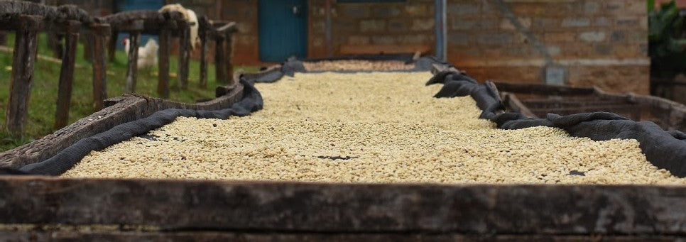 Coffee in parchment drying on a raised bed