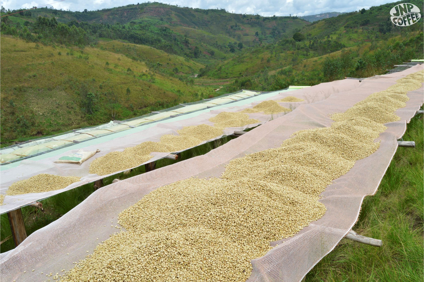 Coffee in parchment drying on raised nets