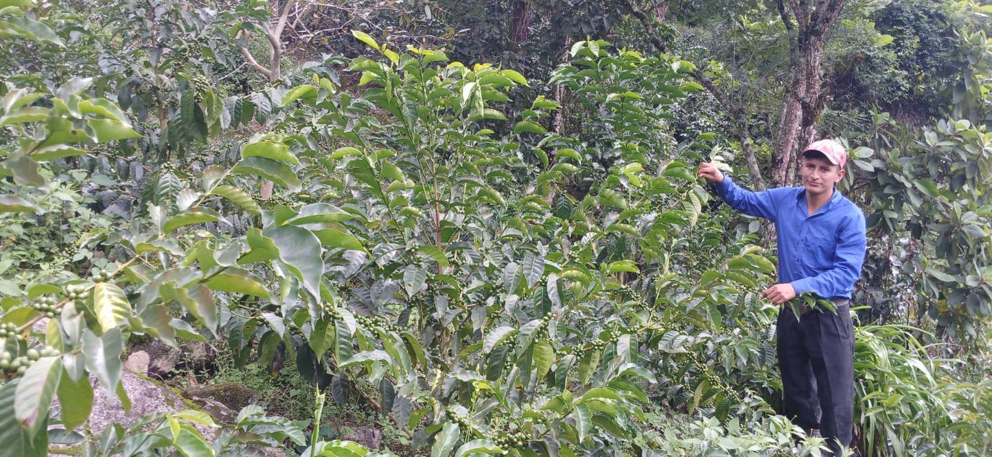 Man in blue shirt standing next to coffee plant