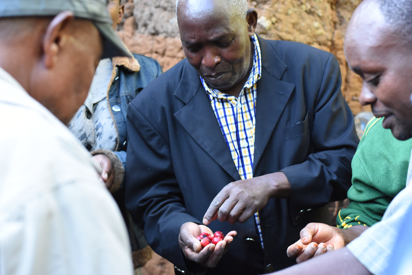 Man inspecting red coffee cherries in his hand