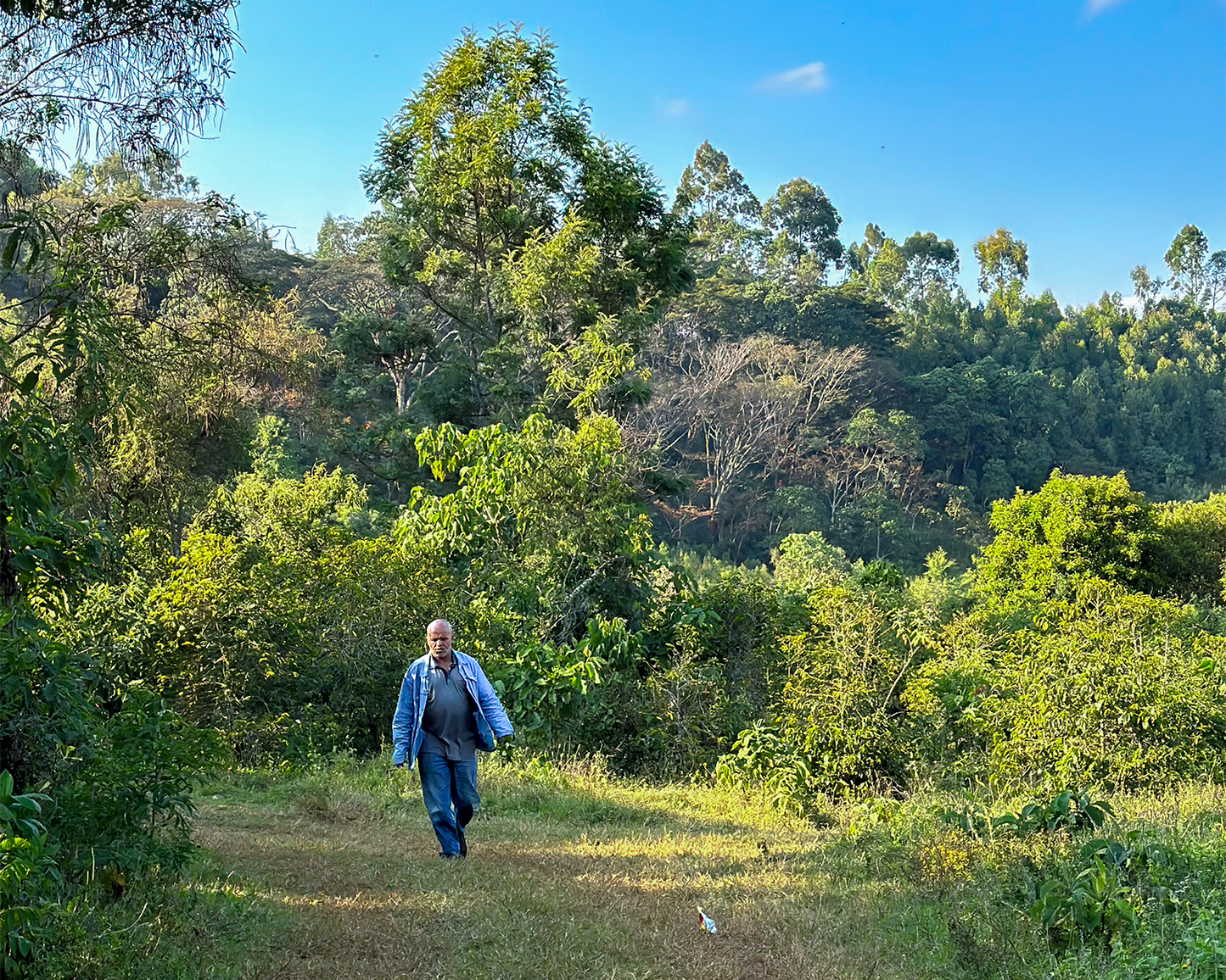 Man walking through the brush of a coffee farm.