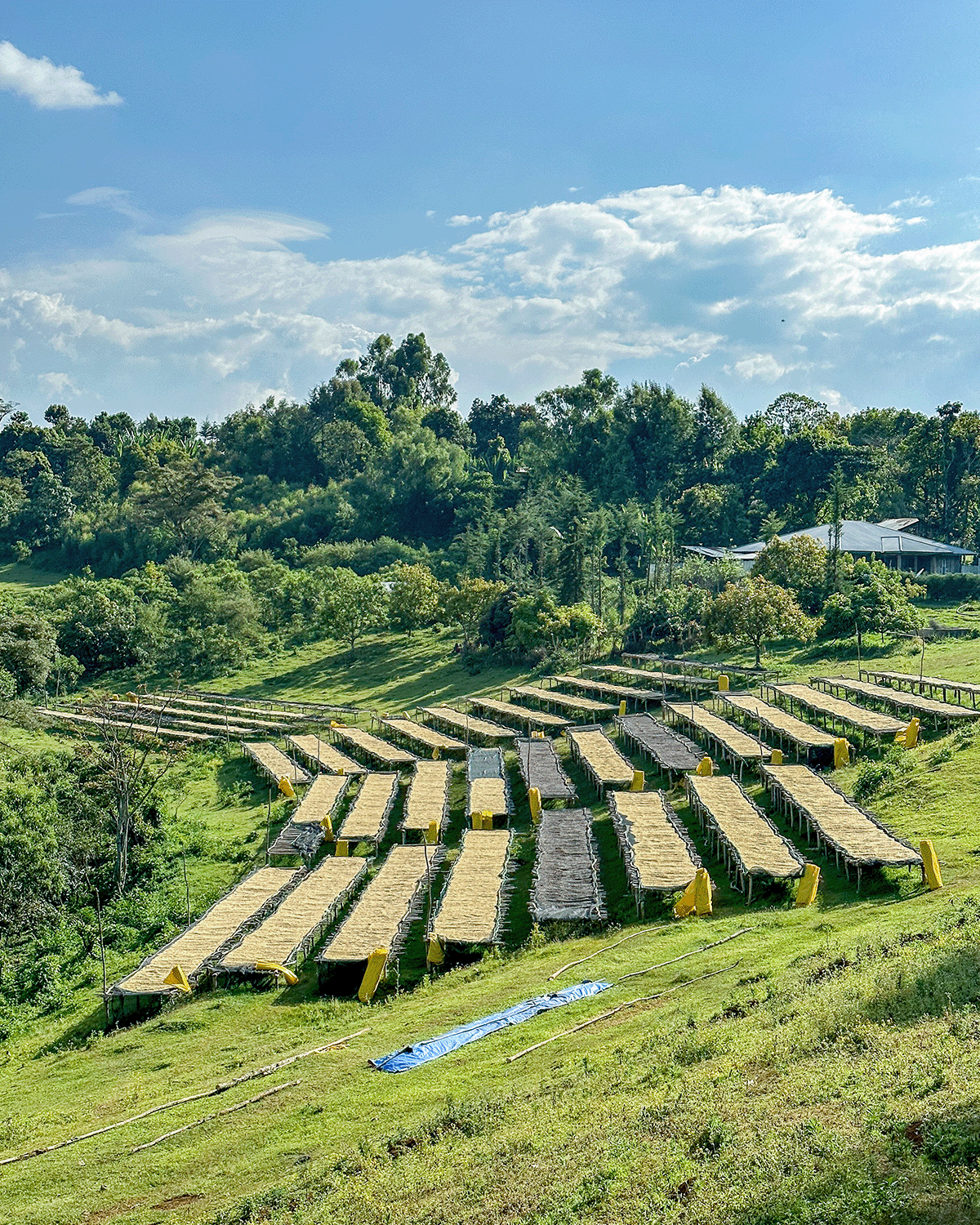 Coffee drying beds with coffee on them on a hillside