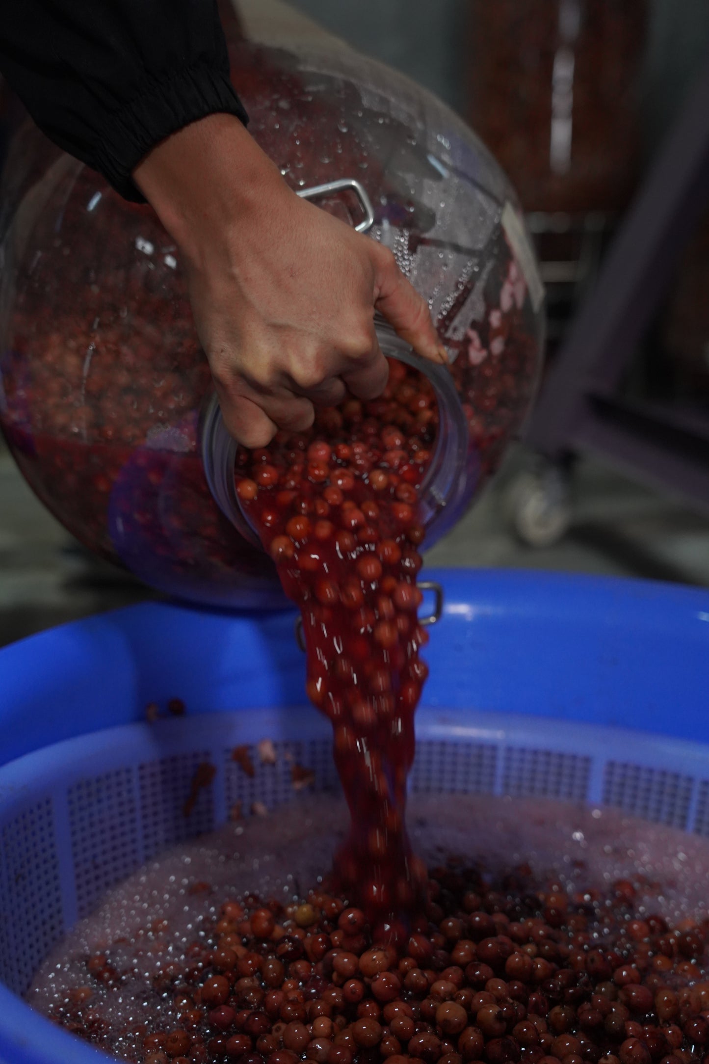 Macerated coffee cherries being poured from a jar into a strainer
