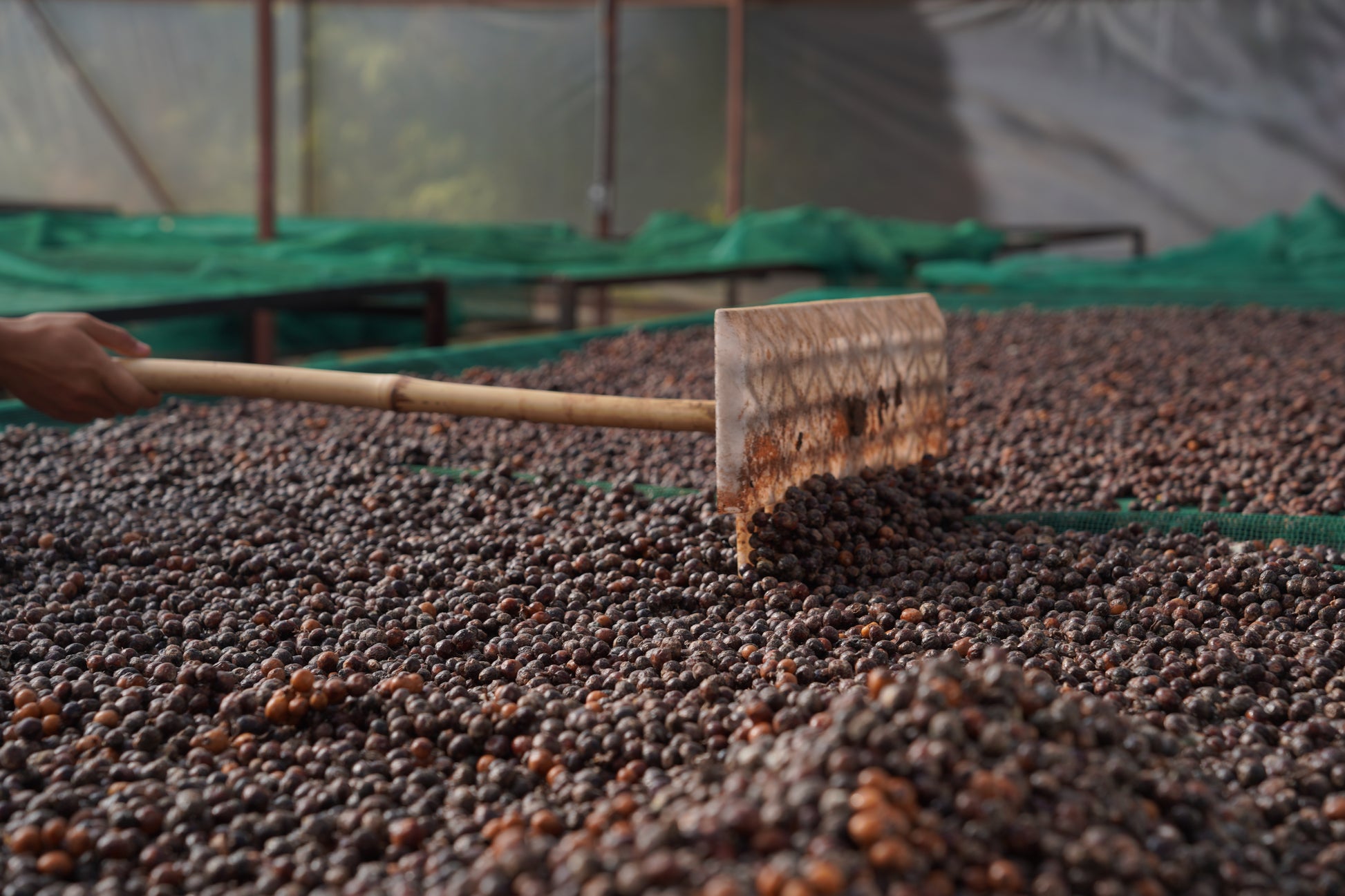 A rake being pulled across a bed of dried coffee cherries.
