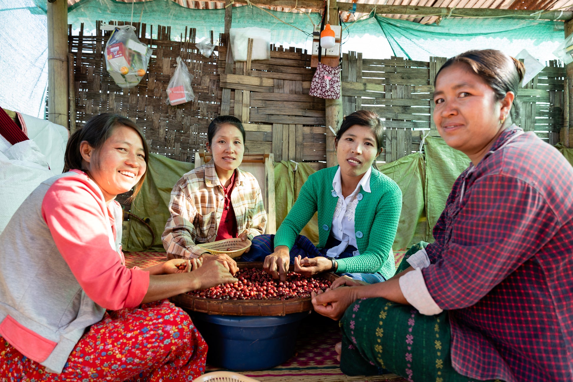 Four women sitting on ground sorting coffee cherries by hand