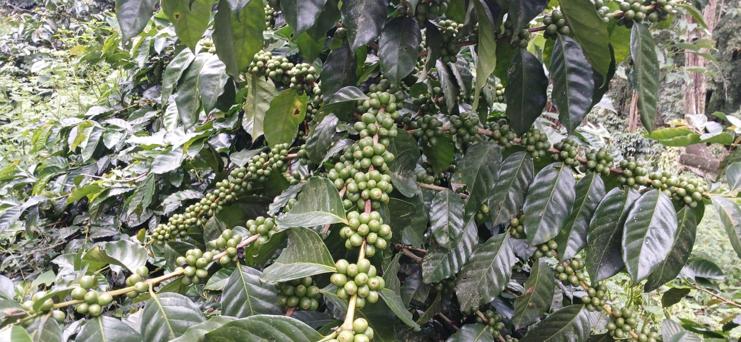 Green coffee cherries along the branchs of a coffee plant