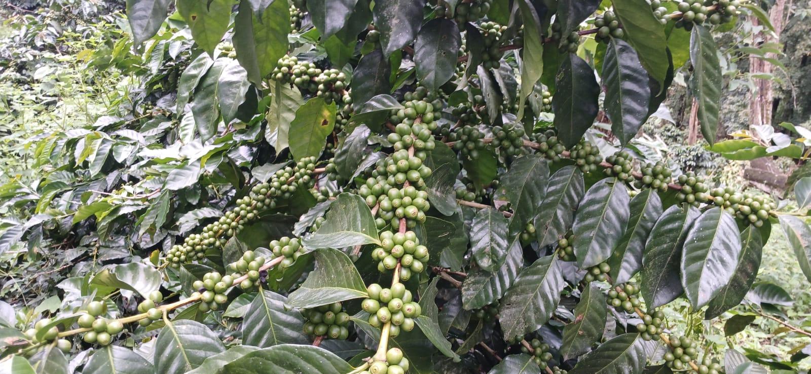 Green coffee cherries on a branch