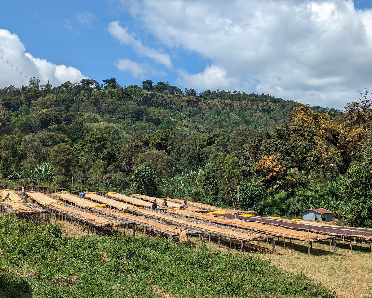 Outdoor scene of raised coffee drying beds on a hillside