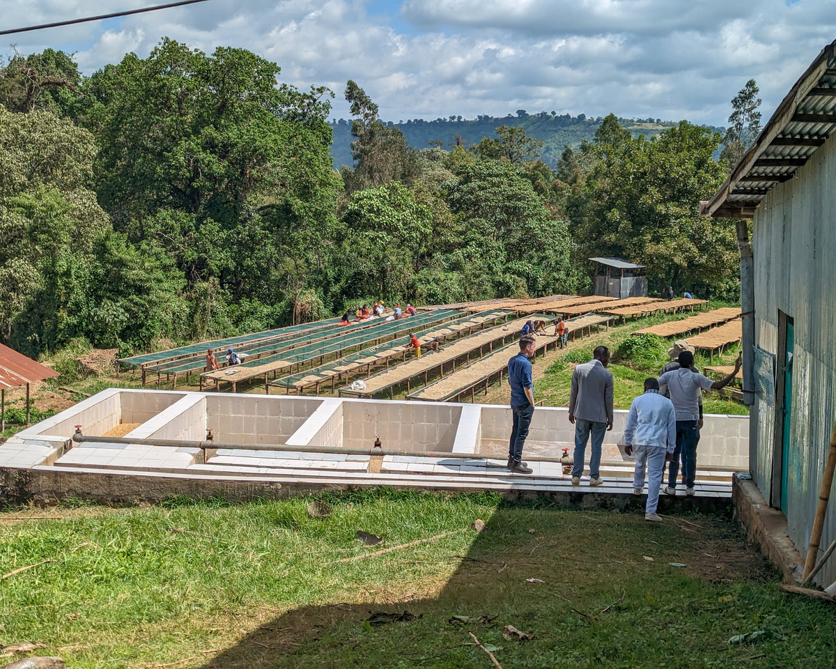 People standing at the side of coffee washing basins with rows of coffee drying beds in the background