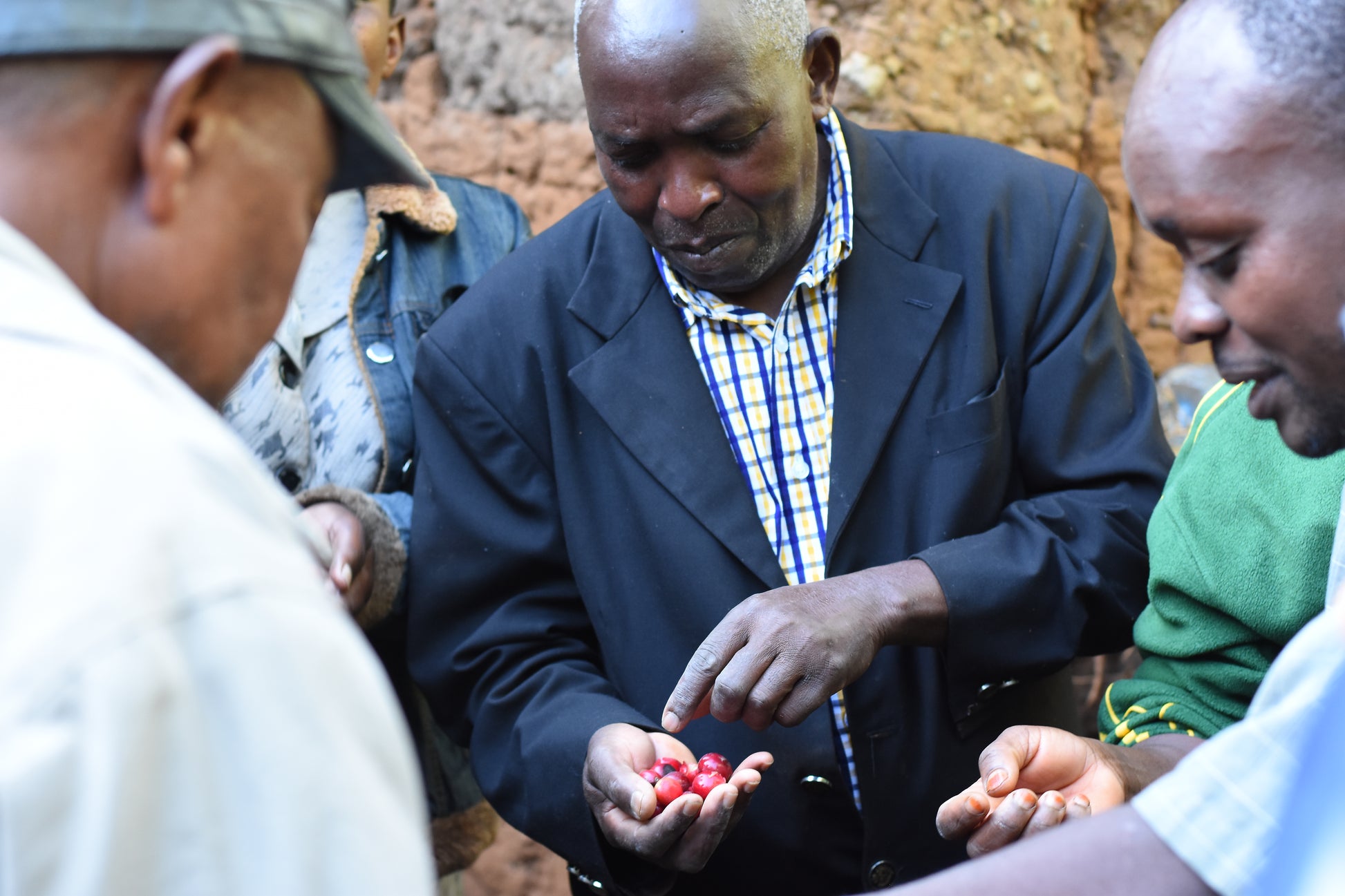 Man inspecting red coffee cherries in his hand