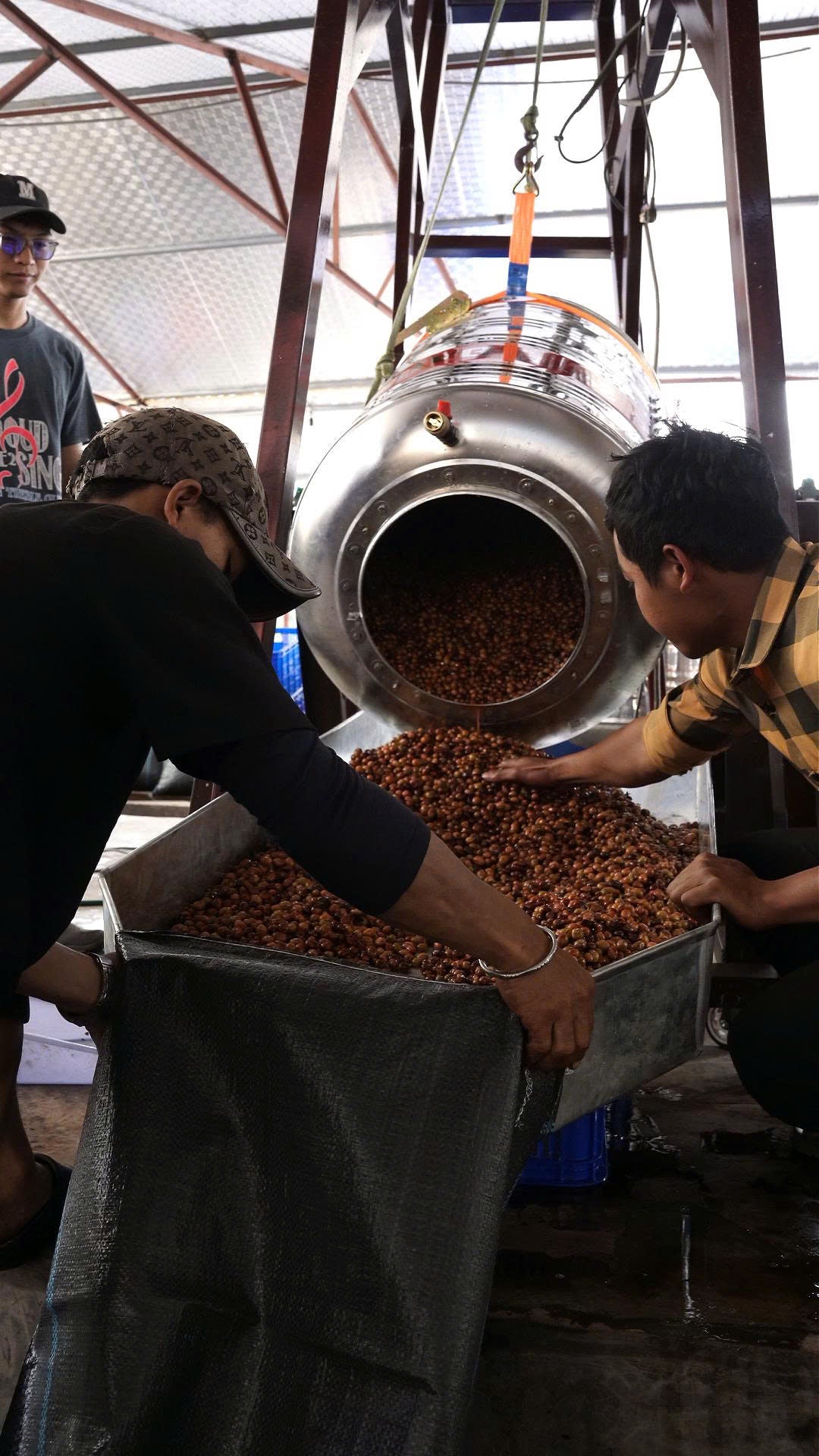 People pouring fermented coffee cherries from a stainless steel barrel
